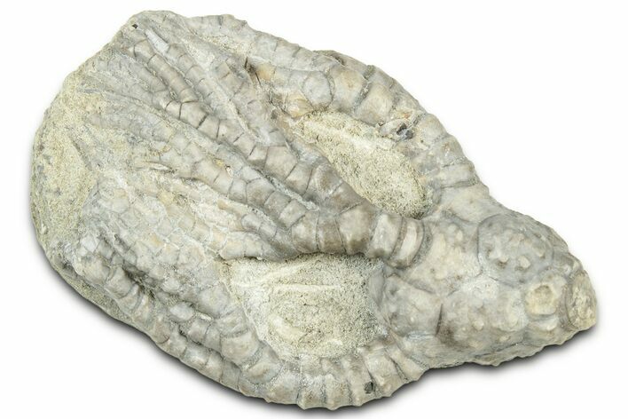 Fossil Crinoid (Cyathocrinites) - Indiana #326082